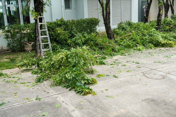 How Our Tree Care Process Works  in  Cranford, NJ