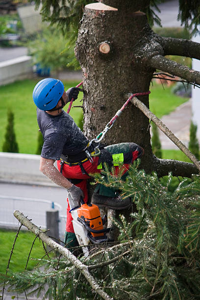 Reliable Cranford, NJ Tree Removal Solutions